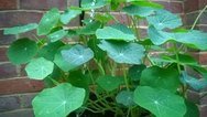 Nasturtium Leaves
