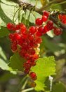 Red currants on the bush
